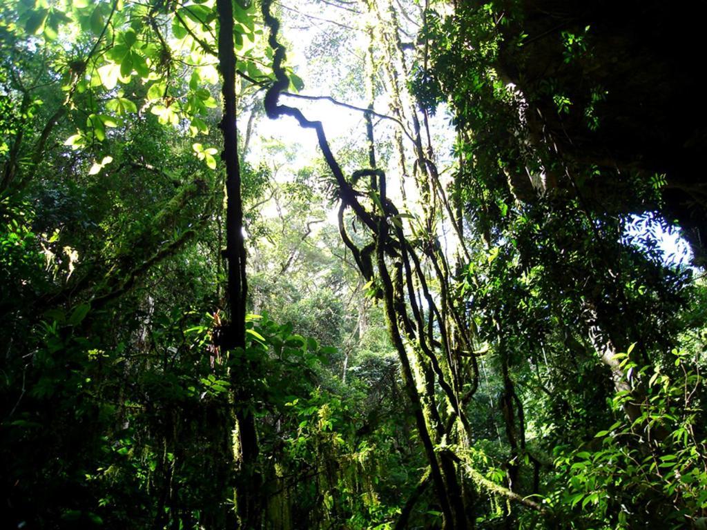 Hotel Fazenda Selva Do Mato Limpo Риу-Прету Экстерьер фото